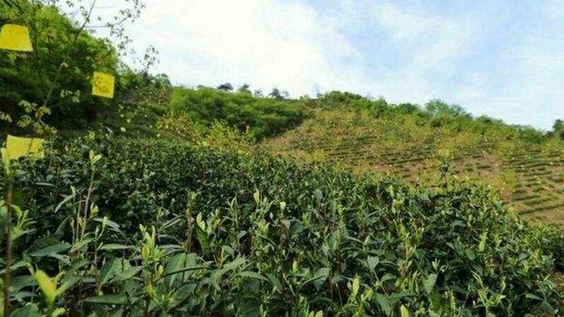 上海生态农业园区规划：打造绿色未来的关键步骤**
