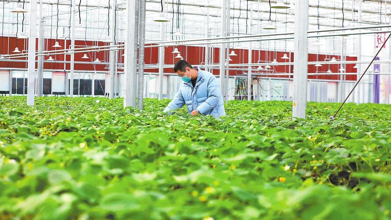 农业种植加盟技术培训：如何提升种植效益与合规性**