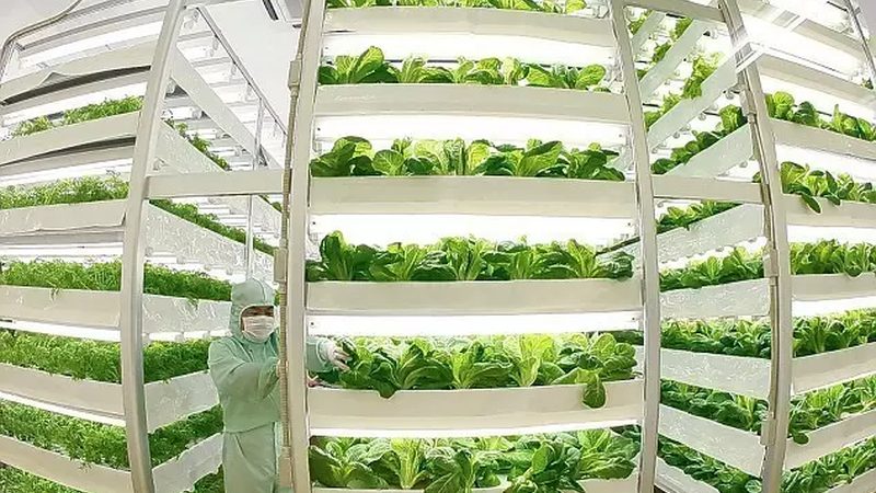 无土栽培：揭秘现代农业的绿色种植流程