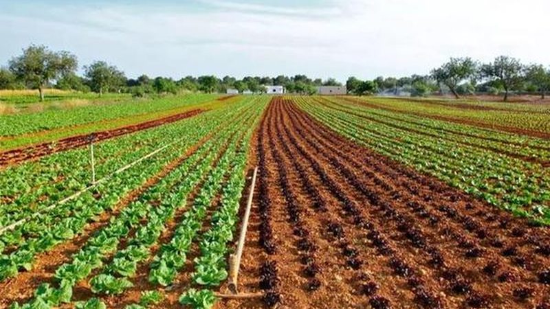 有机蔬菜与普通蔬菜：安全性的深层解析