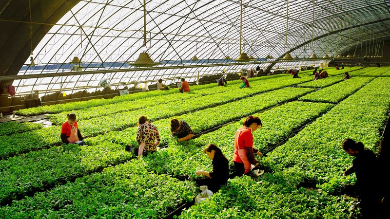 小标题：有机蔬菜泥的烹饪方法探讨