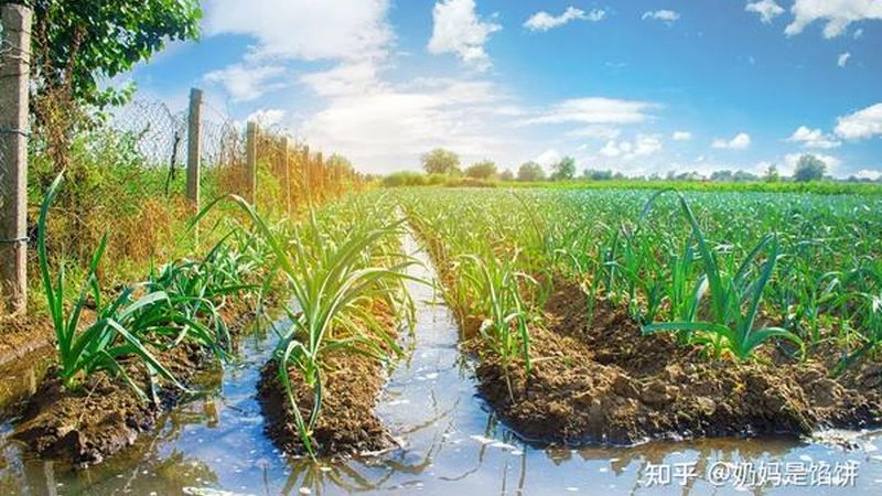 生鲜配送供应链管理实施方案：构建高效冷链物流体系