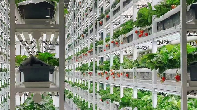 智慧农业种植系统定制方案：打造高效可持续的农田生态
